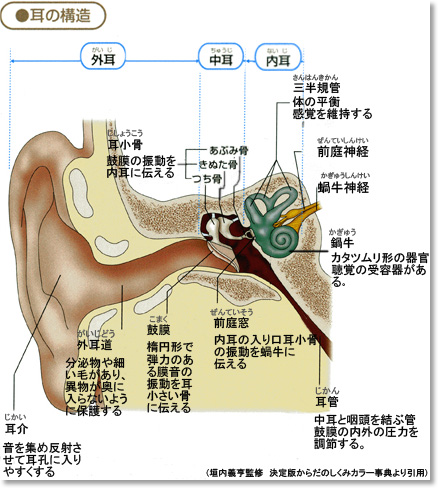 (1) 耳の構造と機能